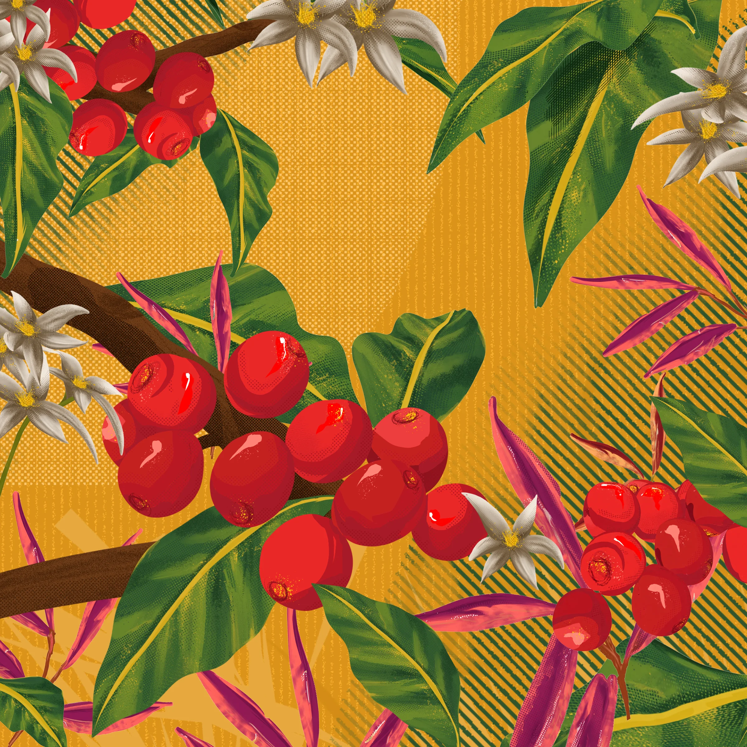 Belo Specialty Coffee illustration of ripe coffee cherries and blossoms