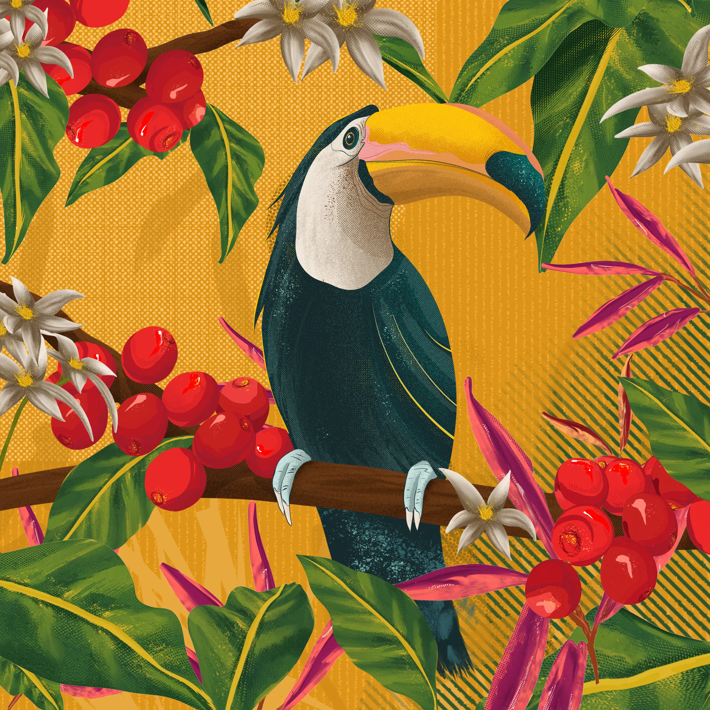 Belo Specialty Coffee illustration of a toucan on a coffee branch